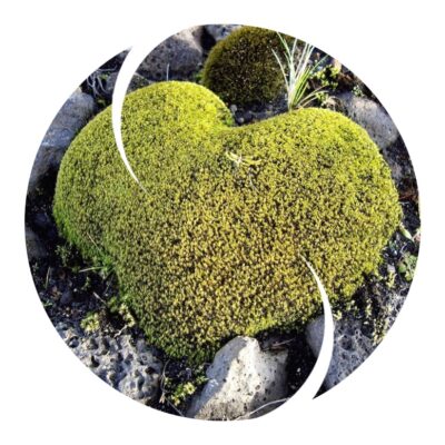 groen moshart in wit logo